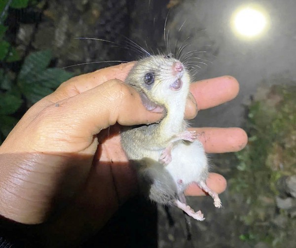 Tỉ phú sâm Ngọc Linh méo mặt vì… 