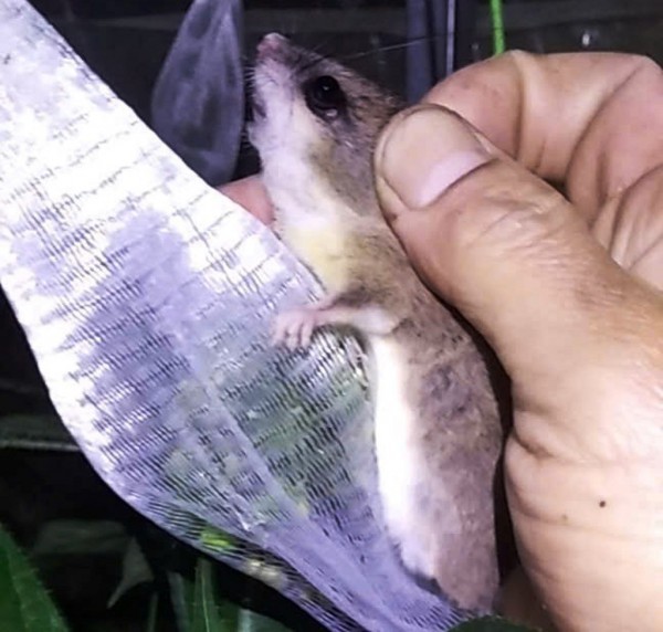 Tỉ phú sâm Ngọc Linh méo mặt vì… 