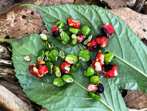 Tỉ phú sâm Ngọc Linh méo mặt vì… 