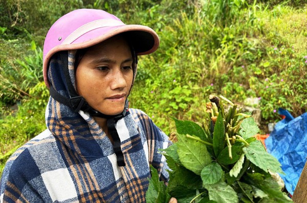 Tỉ phú sâm Ngọc Linh méo mặt vì… 