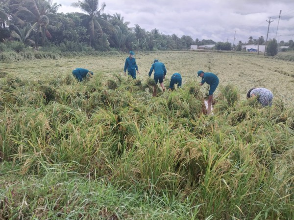 Vĩnh Long: Mưa lớn nhiều ngày khiến hơn 1.722 ha lúa gần thu hoạch bị đổ ngã