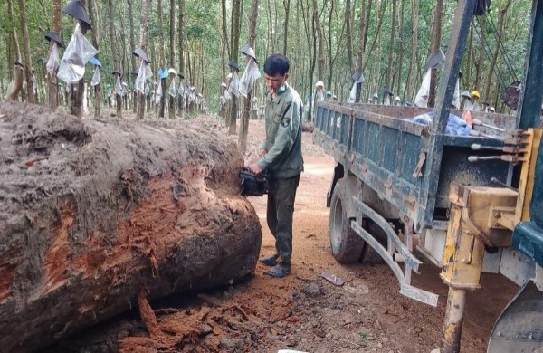 Vụ người đào cây gỗ dưới ruộng bị phạt 4 triệu đồng: Công an huyện nói gì?