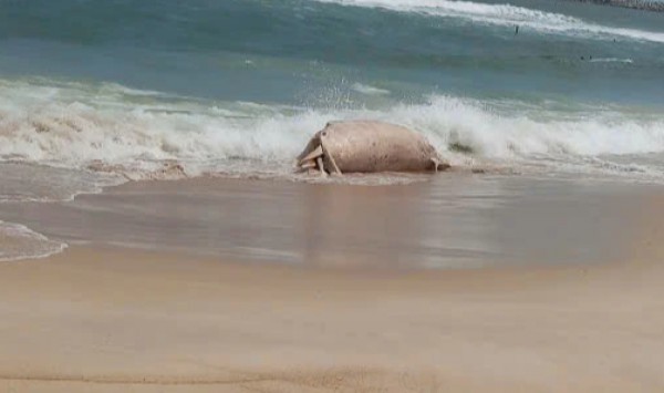 Xác cá voi dạt vào bờ biển tại Mỹ Thủy ở Quảng Trị