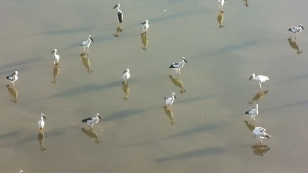 Xác định đàn chim xuất hiện ở Quảng Ngãi là cò nhạn, không phải sếu cổ đen