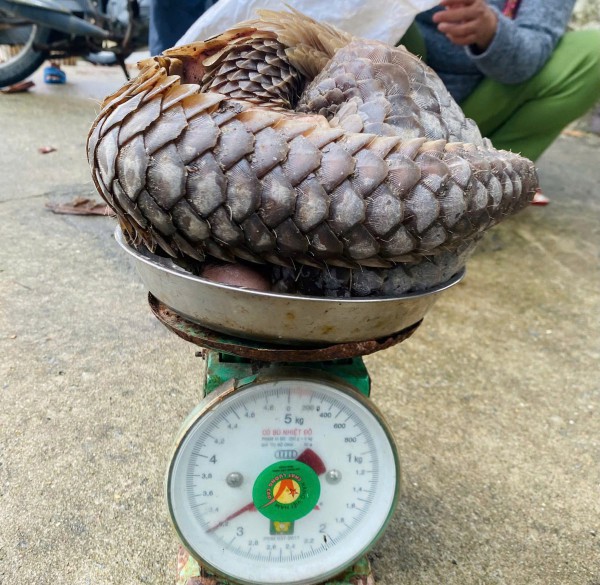 Đà Nẵng: Cá thể tê tê quý hiếm lạc vào nhà dân ở đảo Cù Lao Chàm