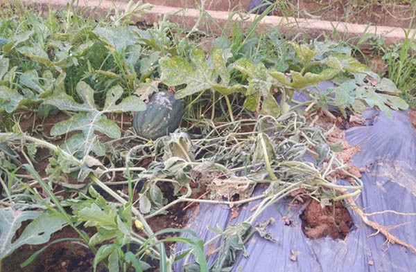 Người phụ nữ Nghệ An nấc nghẹn vì 5 sào dưa hấu bị kẻ xấu phá hoại