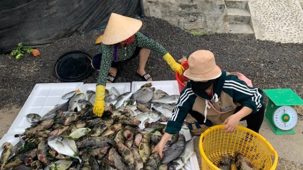 Ngư dân thiệt hại tiền tỉ vì tôm hùm, cá mú chết trắng lồng sau một đêm