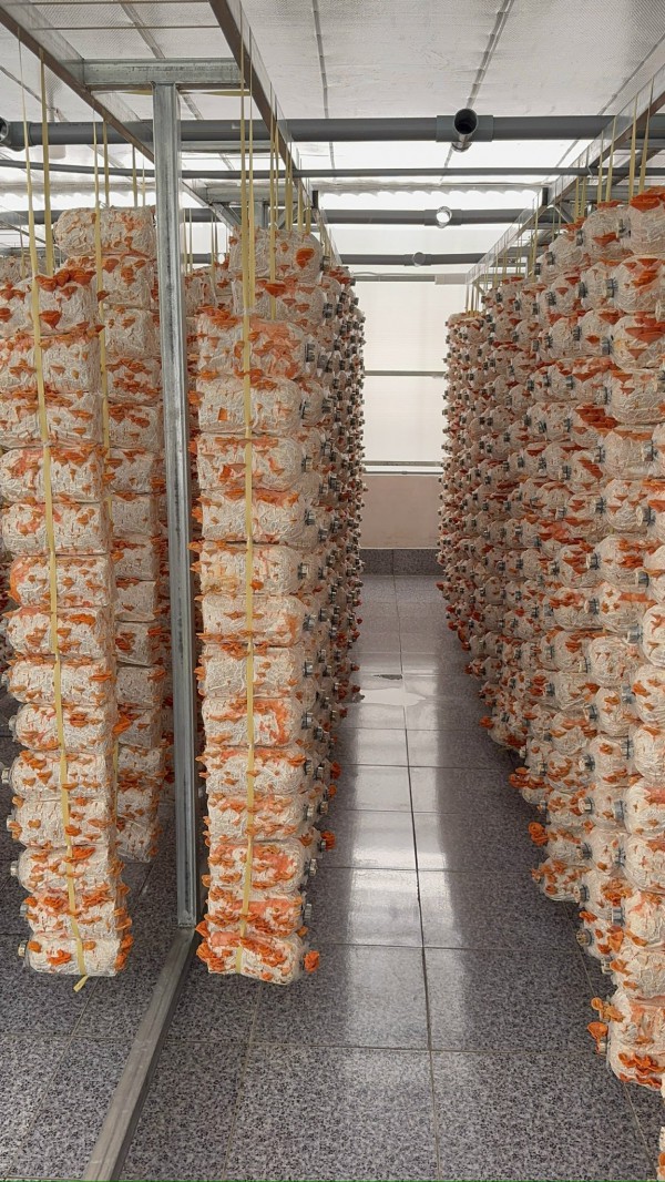 Thầy giáo miền Tây trồng nấm vân chi đỏ bằng quy trình cải tiến tích hợp IoT