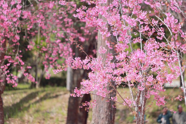 Trường ĐH Đà Lạt rực sắc mai anh đào, sinh viên, du khách thích thú chụp ảnh