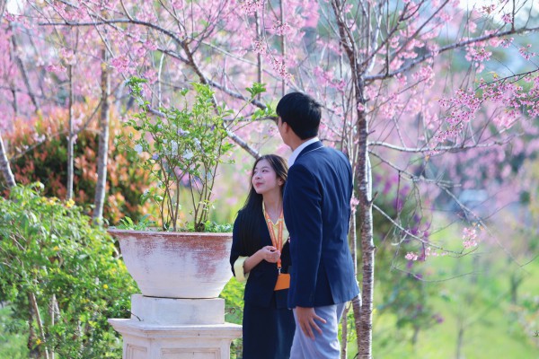 Trường ĐH Đà Lạt rực sắc mai anh đào, sinh viên, du khách thích thú chụp ảnh