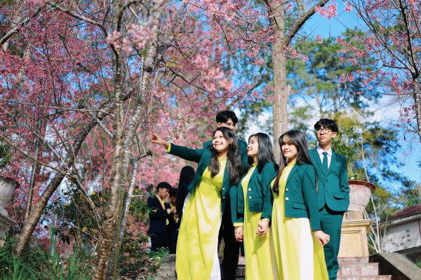 Trường ĐH Đà Lạt rực sắc mai anh đào, sinh viên, du khách thích thú chụp ảnh