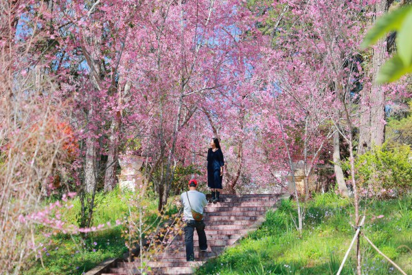 Trường ĐH Đà Lạt rực sắc mai anh đào, sinh viên, du khách thích thú chụp ảnh