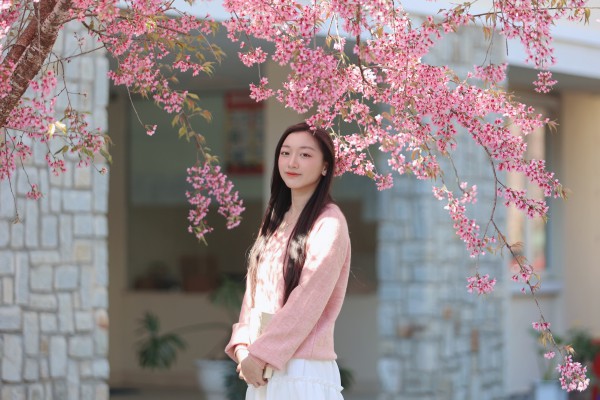 Trường ĐH Đà Lạt rực sắc mai anh đào, sinh viên, du khách thích thú chụp ảnh