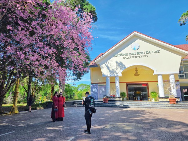 Trường ĐH Đà Lạt rực sắc mai anh đào, sinh viên, du khách thích thú chụp ảnh