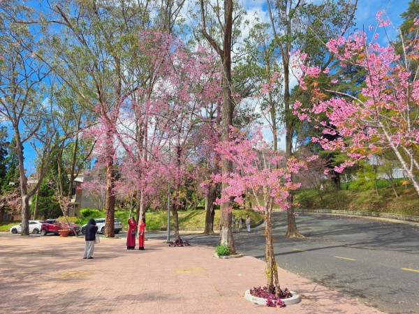 Trường ĐH Đà Lạt rực sắc mai anh đào, sinh viên, du khách thích thú chụp ảnh