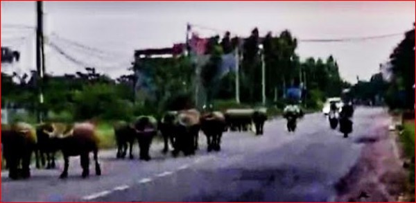 Bắc Ninh: Cảnh báo tình trạng trâu thả rông, gây tại nạn giao thông