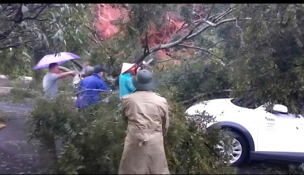 Cây cổ thụ ngã ở đèo Mimosa đè trúng ô tô