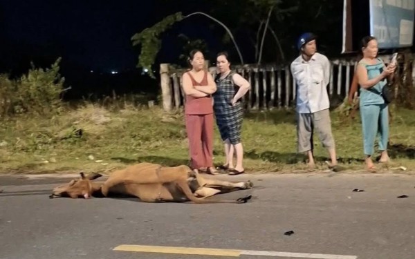 Thanh niên nguy kịch khi điều khiển xe máy tông phải bò thả rông