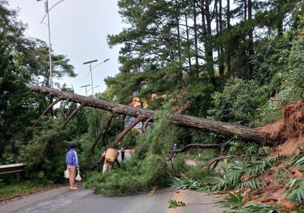 Thông cổ thụ bật gốc, QL27 nối Đà Lạt - Phan Rang ách tắc hơn 2 giờ