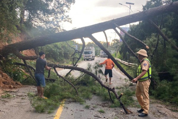 Thông cổ thụ bật gốc, QL27 nối Đà Lạt - Phan Rang ách tắc hơn 2 giờ