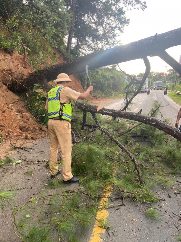 Thông cổ thụ bật gốc, QL27 nối Đà Lạt - Phan Rang ách tắc hơn 2 giờ