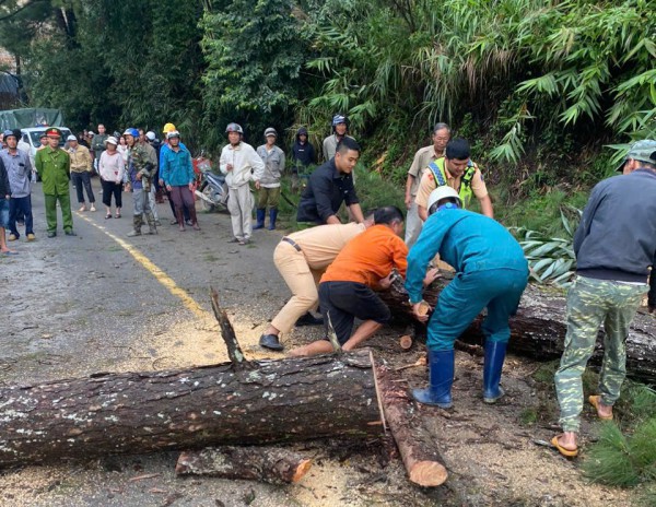 Thông cổ thụ bật gốc, QL27 nối Đà Lạt - Phan Rang ách tắc hơn 2 giờ