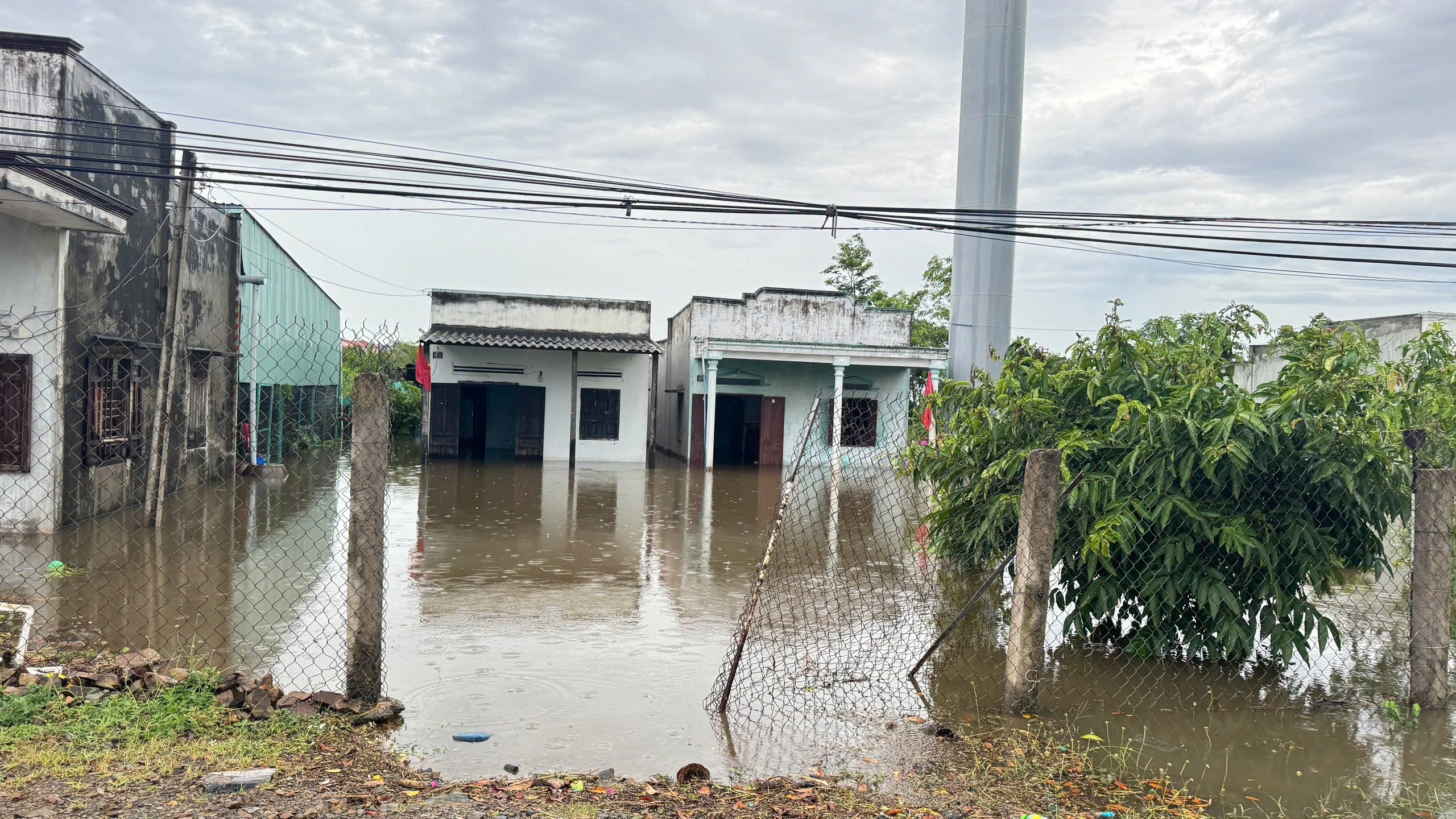 Bình Thuận: Mưa lớn, hơn 400 ha thanh long ngập sâu trong nước