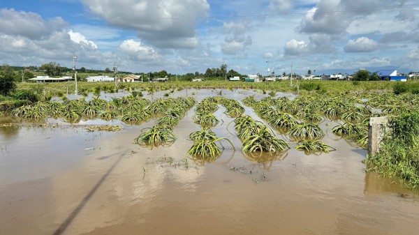 Bình Thuận: Mưa lớn, hơn 400 ha thanh long ngập sâu trong nước