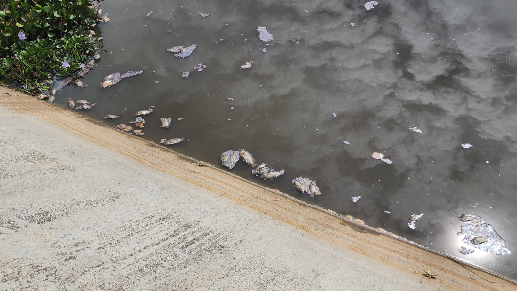 Bình Định: Kiểm tra, xác định nguyên nhân cá chết nổi lềnh bềnh trên sông