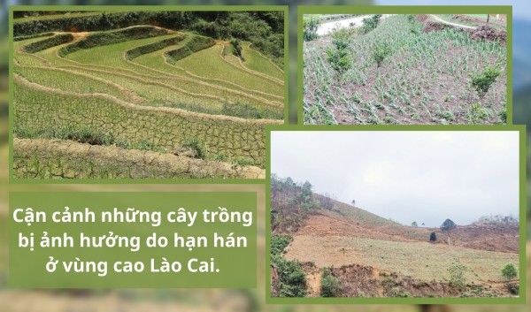 Cận cảnh hạn hán ở vùng cao Lào Cai