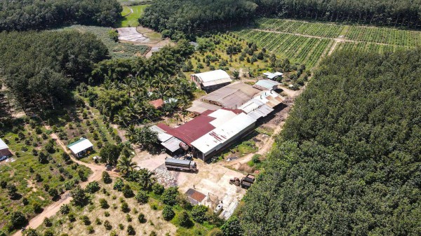 Chế biến mủ cao su không phép gây ô nhiễm Chế biến mủ cao su không phép gây ô nhiễm