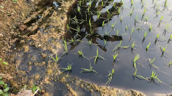 ”Dòng sông chết” Bắc Hưng Hải ảnh hưởng nghiêm trọng tới sản xuất nông nghiệp
