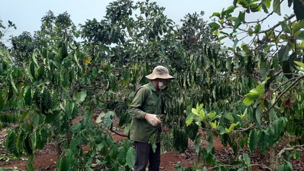 Gia Lai xơ xác vì hạn hán Gia Lai xơ xác vì hạn hán