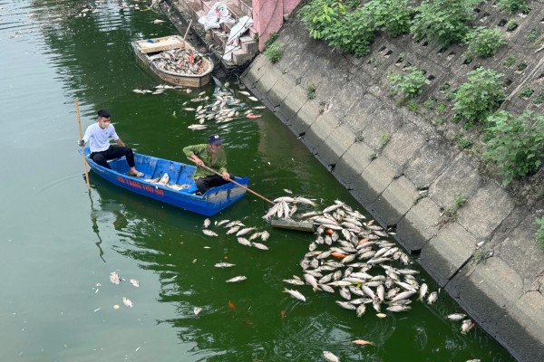 Hà Nội: Cá chết hàng loạt, nổi trắng hồ điều hòa công viên Nghĩa Đô