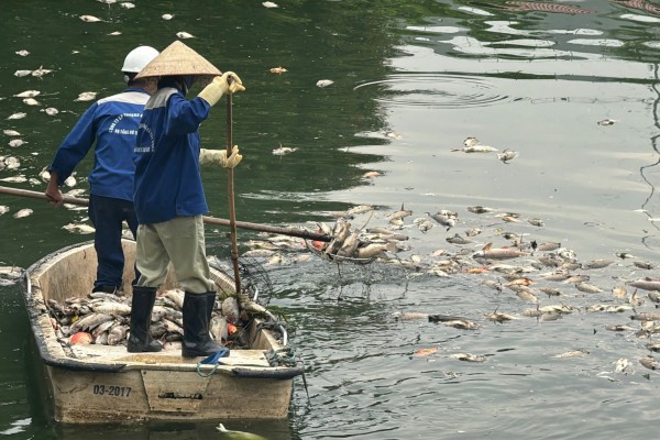 Hà Nội: Cá chết hàng loạt, nổi trắng hồ điều hòa công viên Nghĩa Đô