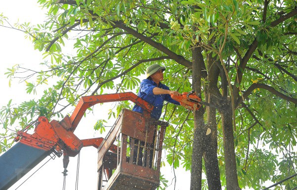 Hà Nội cắt tỉa cây xanh có nguy cơ gãy đổ Hà Nội cắt tỉa cây xanh có nguy cơ gãy đổ