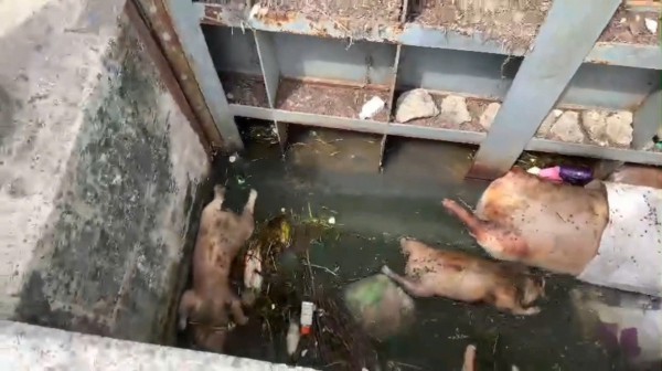 Heo chết vứt bừa bãi ở Gia Lai, gây ô nhiễm nghiêm trọng Heo chết vứt bừa bãi ở Gia Lai, gây ô nhiễm nghiêm trọng