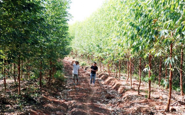Quảng Ninh: Tiến độ trồng rừng lim, giổi, lát toàn tỉnh đạt trên 55%