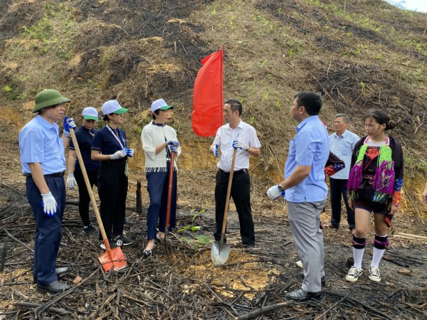 Tập đoàn Amata hỗ trợ cây giống trồng mới 10ha rừng gỗ lớn tại thành phố Móng Cái