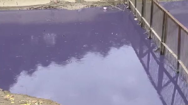 Thanh Hóa: Nước kênh đổi màu tím bất thường
