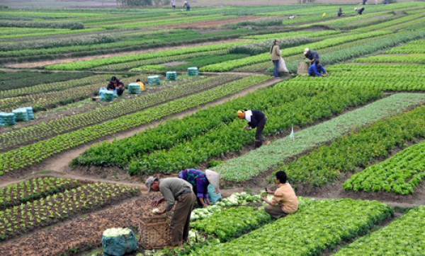 Thanh Hóa sử dụng phân bón hữu cơ trong sản xuất nông nghiệp để bảo vệ môi trường Thanh Hóa sử dụng phân bón hữu cơ trong sản xuất nông nghiệp để bảo vệ môi trường
