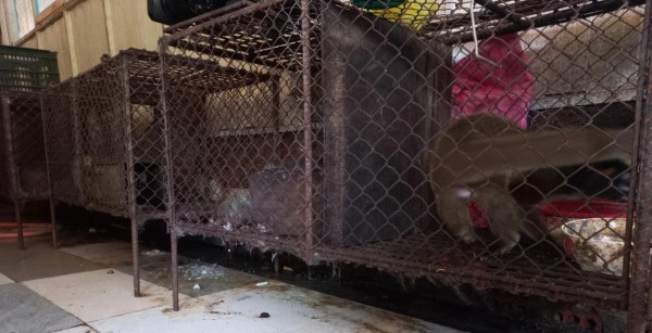 Thừa Thiên - Huế: Phát hiện hộ dân nuôi nhốt trái phép nhiều động vật hoang dã