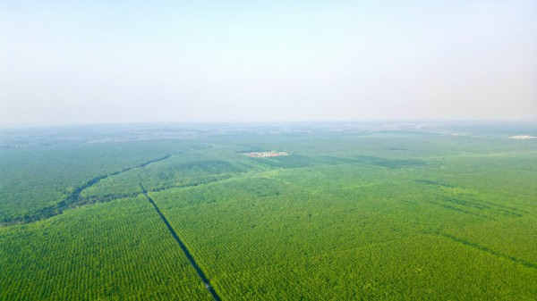 VRG đánh giá trữ lượng carbon rừng cao su để thương mại hóa