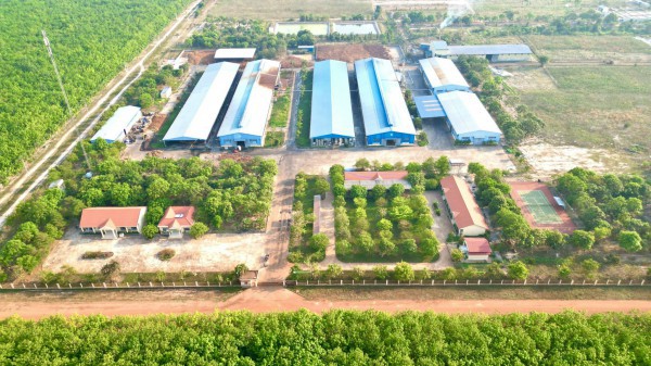 VRG đánh giá trữ lượng carbon rừng cao su để thương mại hóa VRG đánh giá trữ lượng carbon rừng cao su để thương mại hóa
