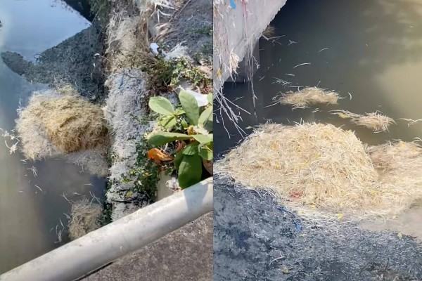 Xử lý cơ sở giết mổ gia cầm vứt lông gà xuống sông gây ô nhiễm