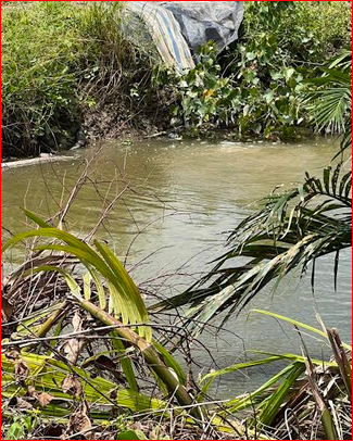 Đồng bằng sông Cửu Long: Nhà nhà nuôi tôm- nỗi lo về suy thoái môi trường