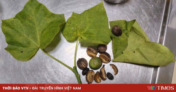 Ba trẻ nhập viện sau khi ăn hạt dầu mè mọc hoang