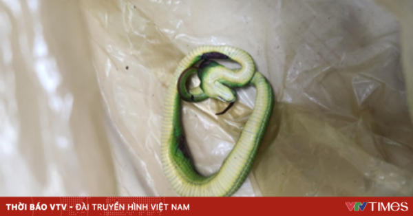 Bé trai nhập viện vì rắn lục đuôi đỏ rơi trúng, cắn vào chân