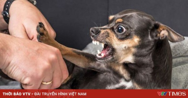 Bộ Y tế: 58 người tử vong vì bệnh dại trong 9 tháng qua