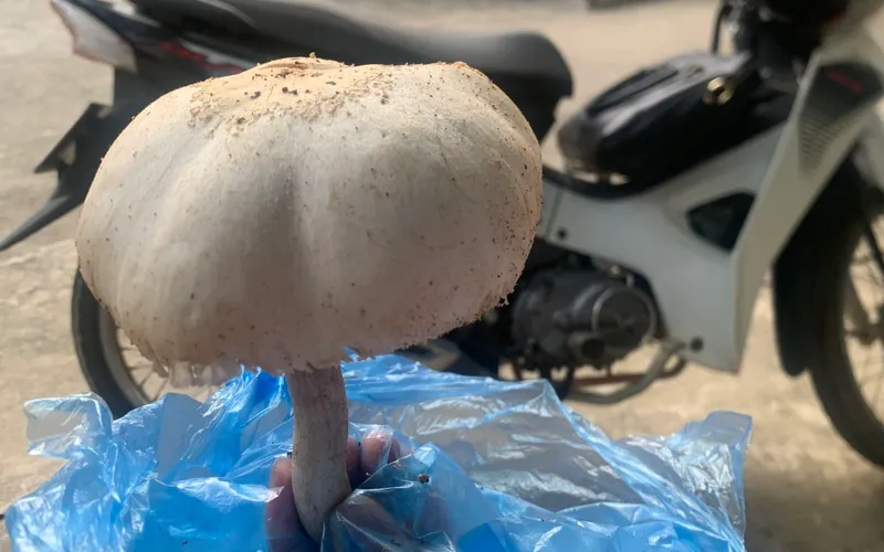 Cảnh báo nguy cơ ngộ độc nấm: Dấu hiệu nhận diện nấm độc